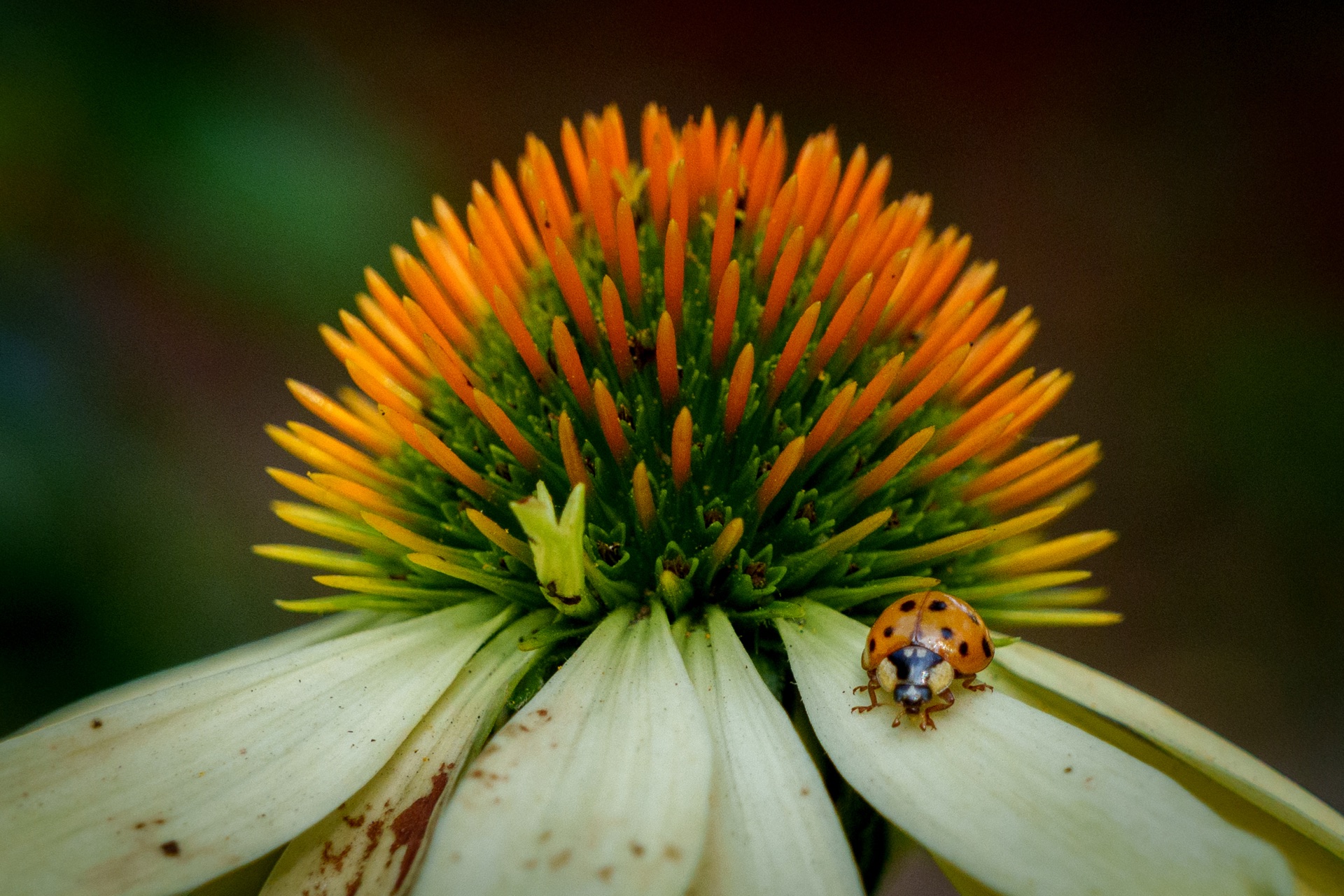 Ladybug on echinacea coneflower, dark background